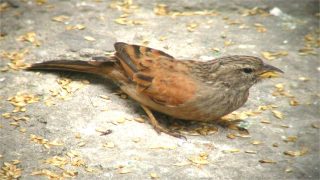 الطائر الأمازيغي المقدس يتكاثر لأول مرة في إقليم الحسيمة